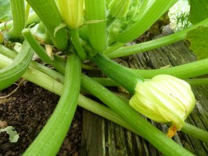 early October zucchini