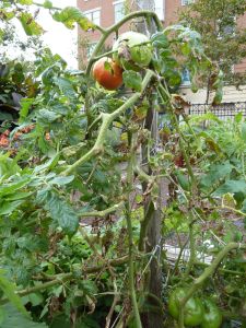 early October tomatoes